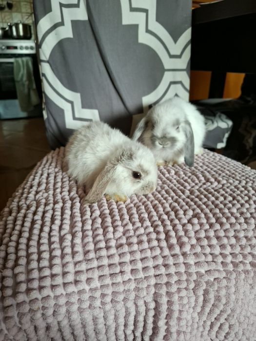 Sprzedam króliczki miniaturki mini lop