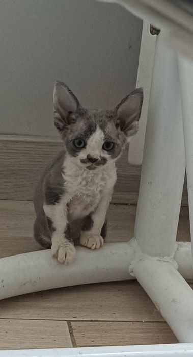 Kocurek Devon Rex FPL