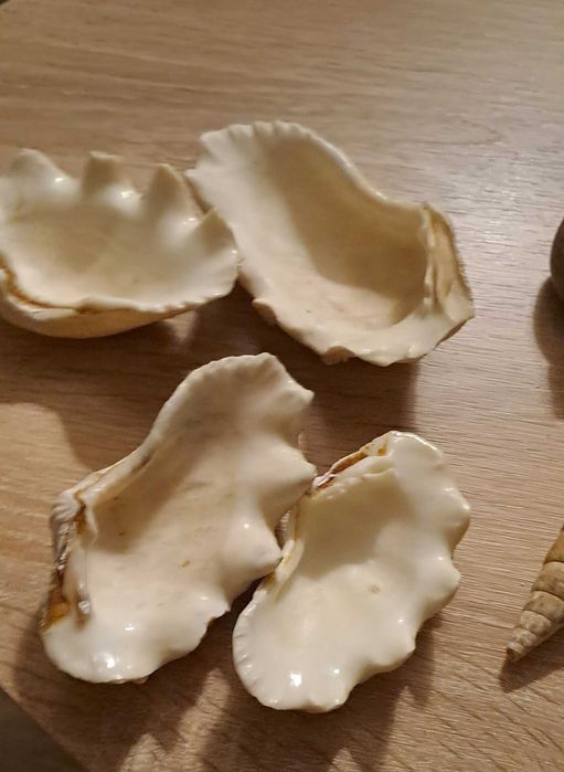 Sprzedam Muszle morskie różne cena za całości