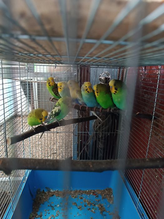 Sprzedam papugi faliste