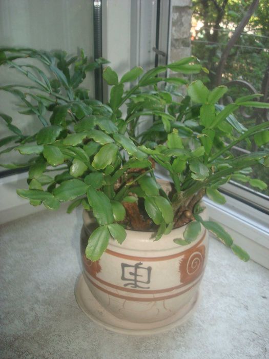 Рождественник/шлюмбергера/декабрист/зигокактус с горшком