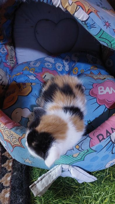 Котята девочки и мальчики