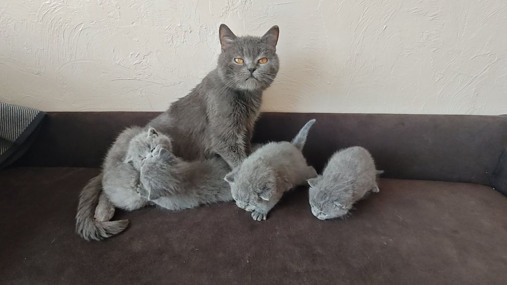 чистокровні британські кошенята