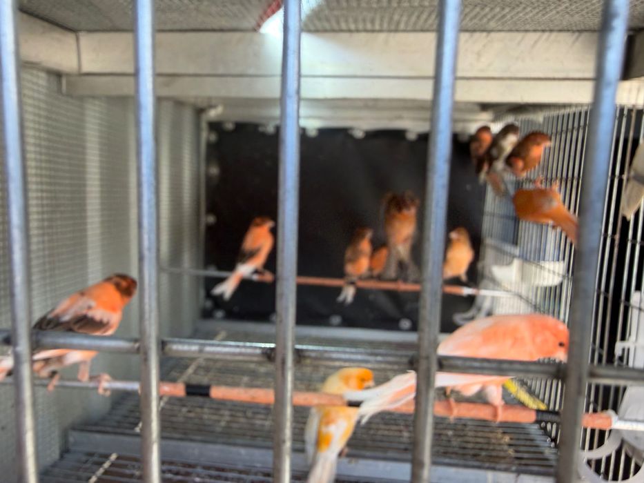 Canários novos e reprodutores