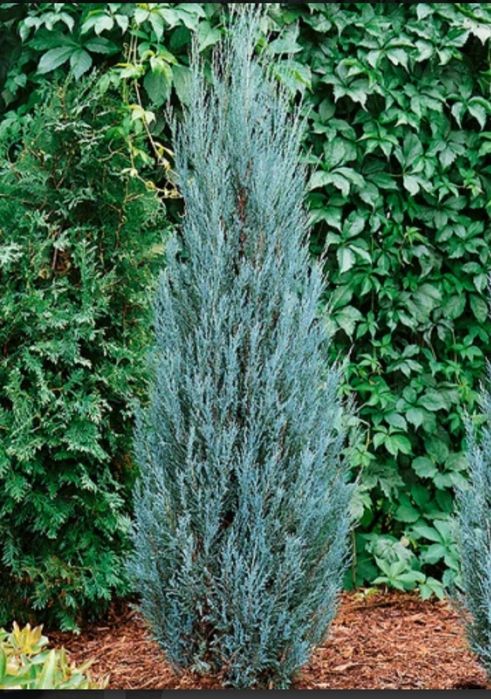 Можевельник скальный Блю Эрроу горшки 60,70,85 130-140,150,160 180,190