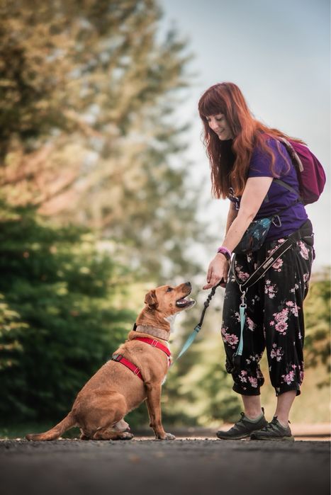 Młody, zwariowany, oddany i kochający amstaff w schronisku. Supet pies