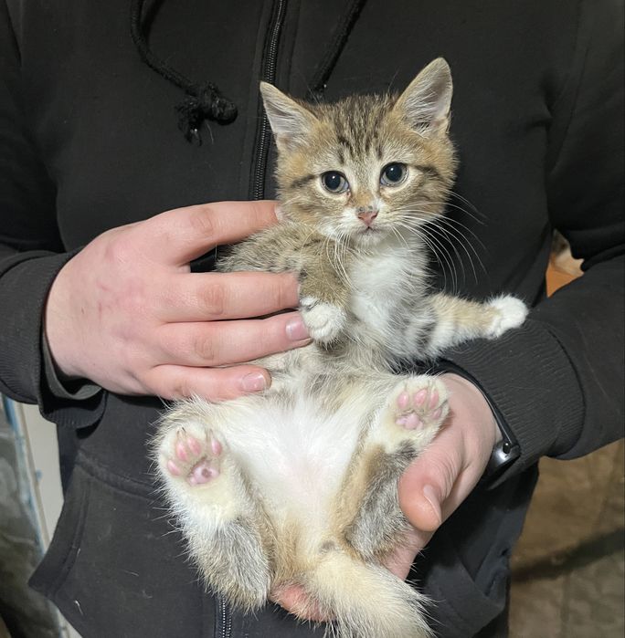 Віддам кошенят в добрі руки