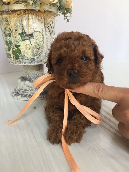 VIP Той-Пуделі — від серця до серця