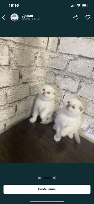 Вязка скоттиш - фолд !