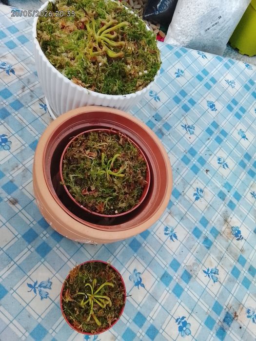 Planta: Darlingtonia californica