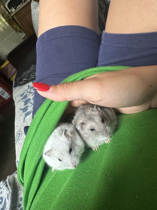Hamsteres bebes para vender