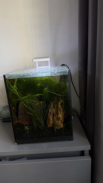 Акваріум + світло + фільтр + обігрів + рослини з грунтом  19 літрів