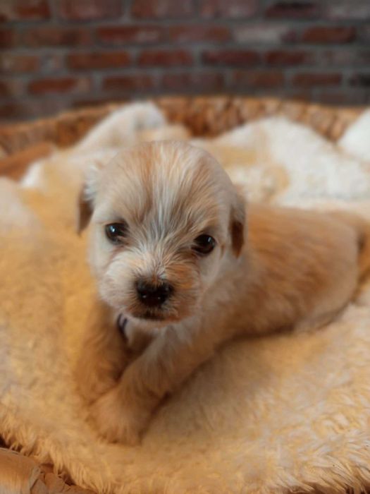 maltipoo F1 malęńki chłopczyk