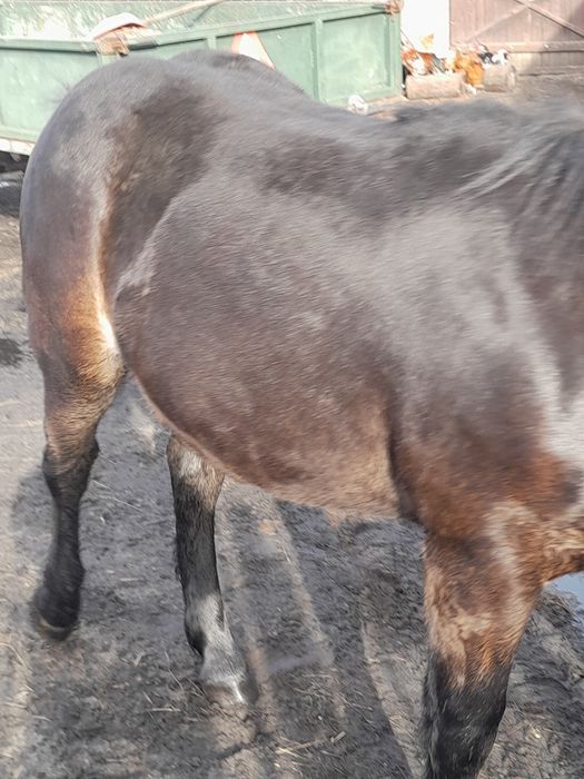 Koń zimnokrwisty sprzedaż