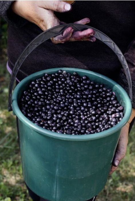 Świeżo rwane Jagody leśne dowóz gratis