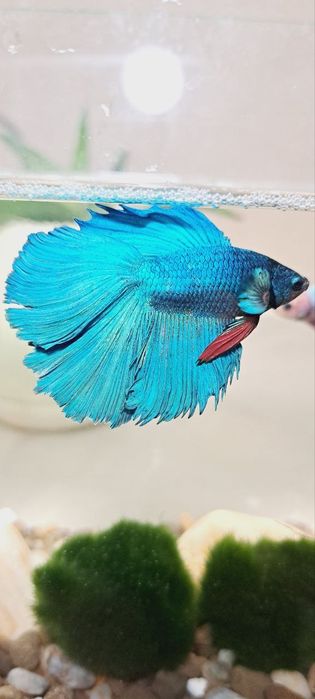 Подарунок - Королівська рибка в акваріумі на 5 л