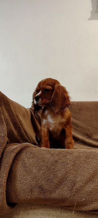 Uroczy Rodowodowy Piesek Cavalier King Charles Spaniel z Rodowodem OSPIK