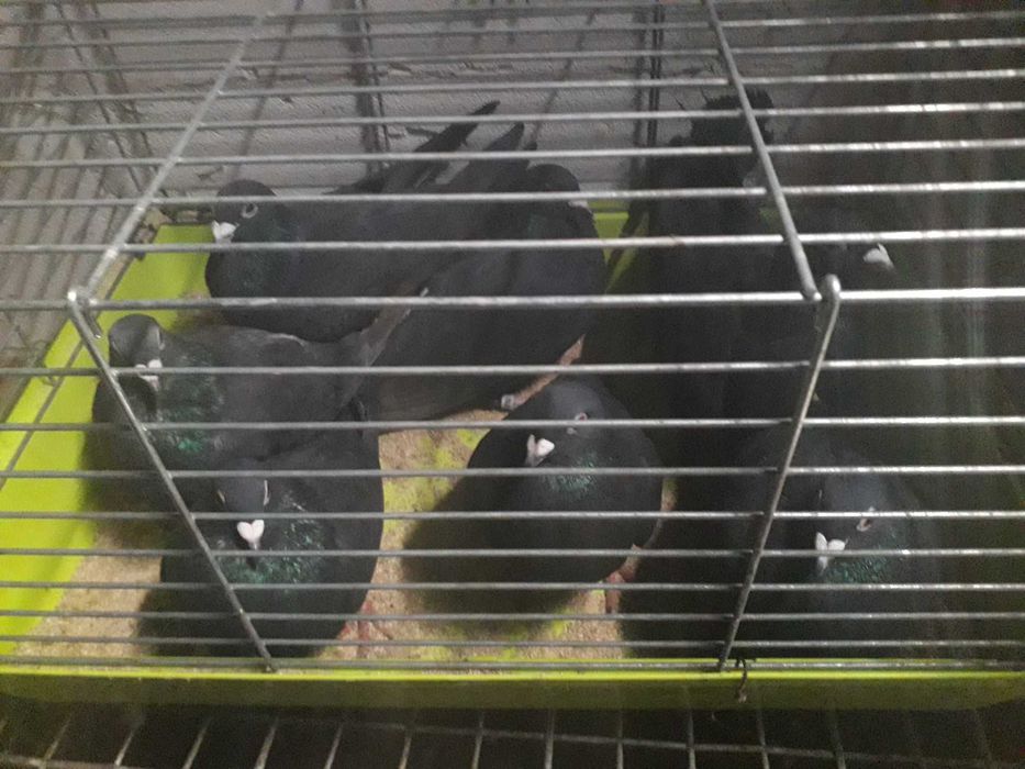 Gołębie pocztowe obroczkowan czarne