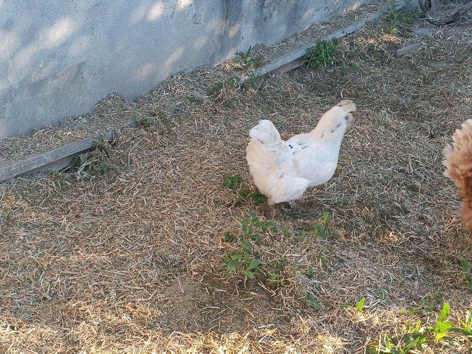 Garnizo  para venda