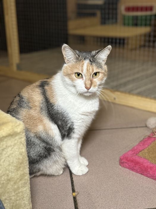 Взрослые котейки в любящие семьи