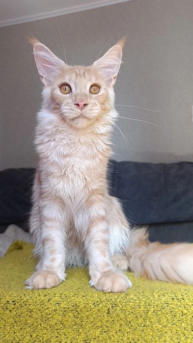 Котик породы Мейн Кун