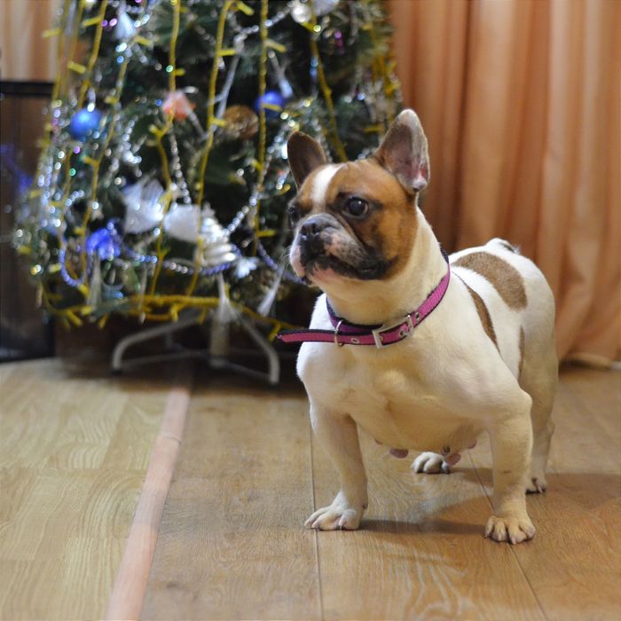 Французька леді .