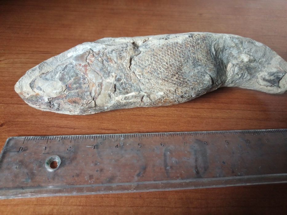 Fóssil Peixe Cretácico