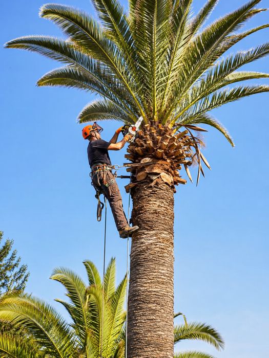 Limpeza de palmeiras/ Palm tree trimming