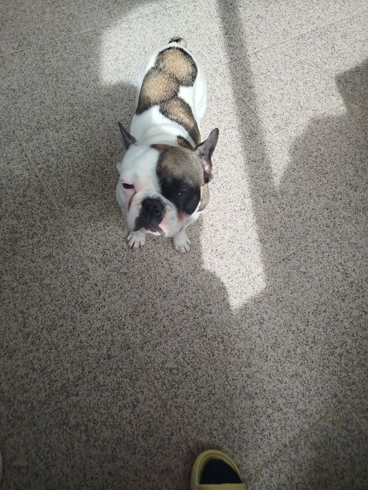 Bulldog francês menino