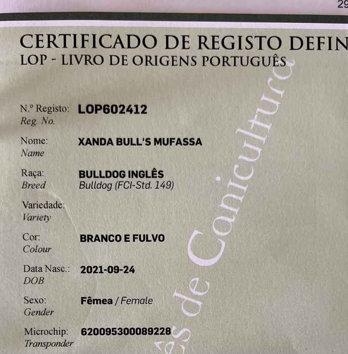 Bulldog Ingles  Femea c/ LOP