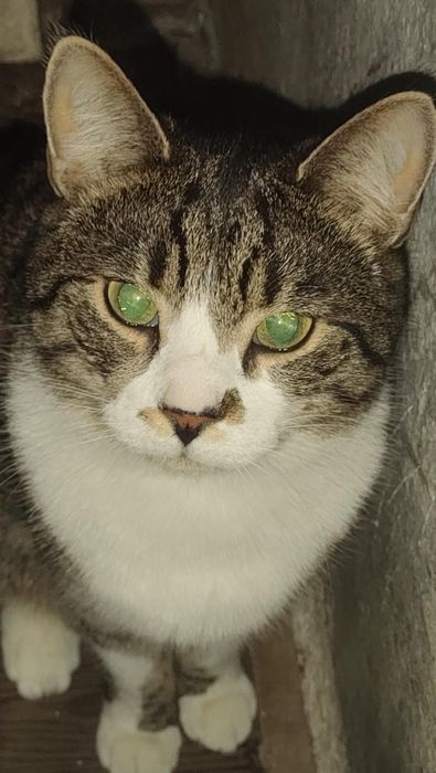 Zaginął kot -Andrespol