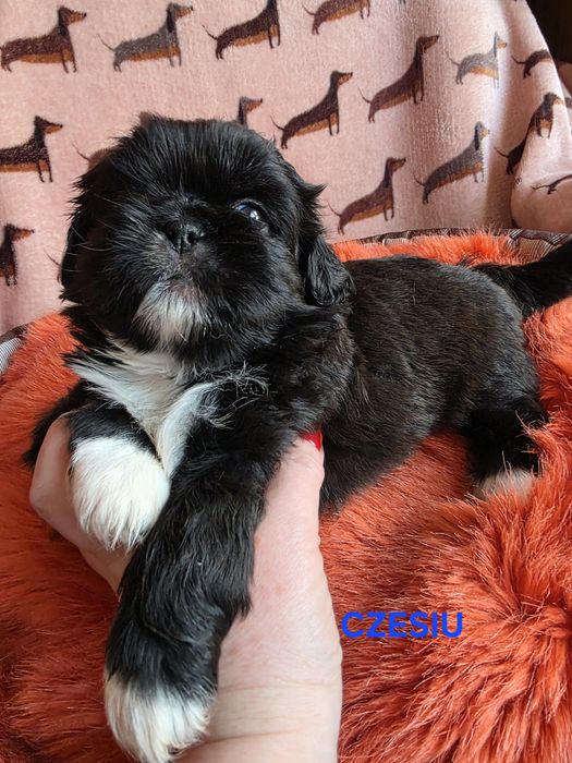 Czarny chłopczyk CZESIU