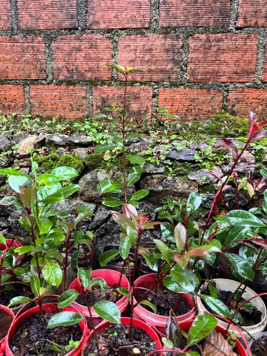 Photinias para sebes