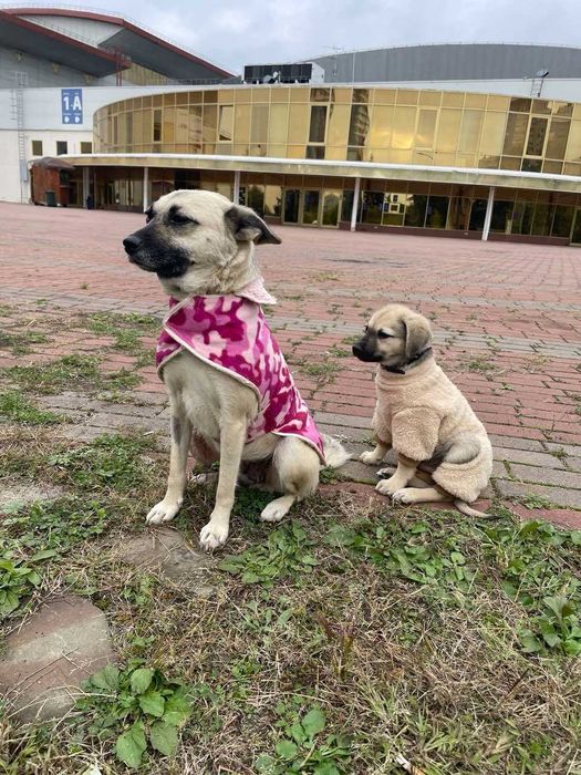 Дівчинка Мері шукає дім