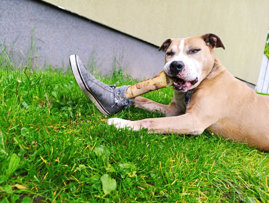 Pies typu amstaff szuka domu