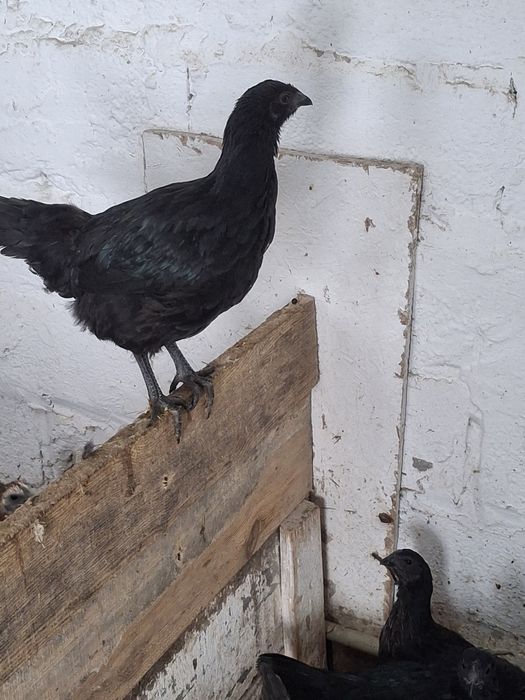 Sprzedam ayen cayeni