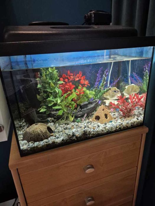 Akwarium 52.5l w pełni wyposażone
