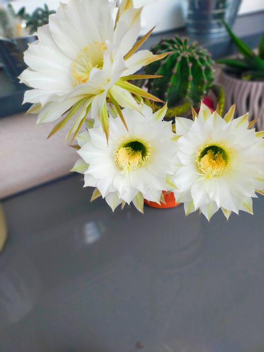 Kaktus echinopsis tubiflora