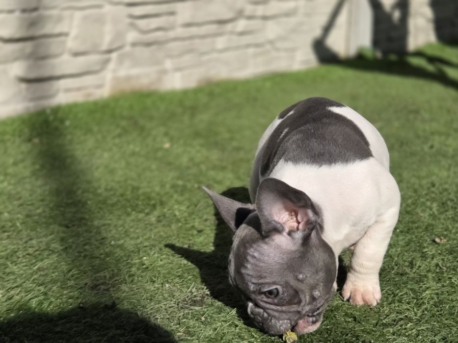 Французький бульдог  малесенька принцеса
