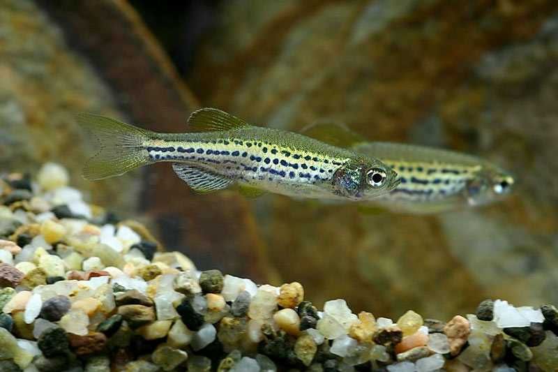 GB Danio Lamparcie, Danio Tygrysie | Pakiet 50+ szt.