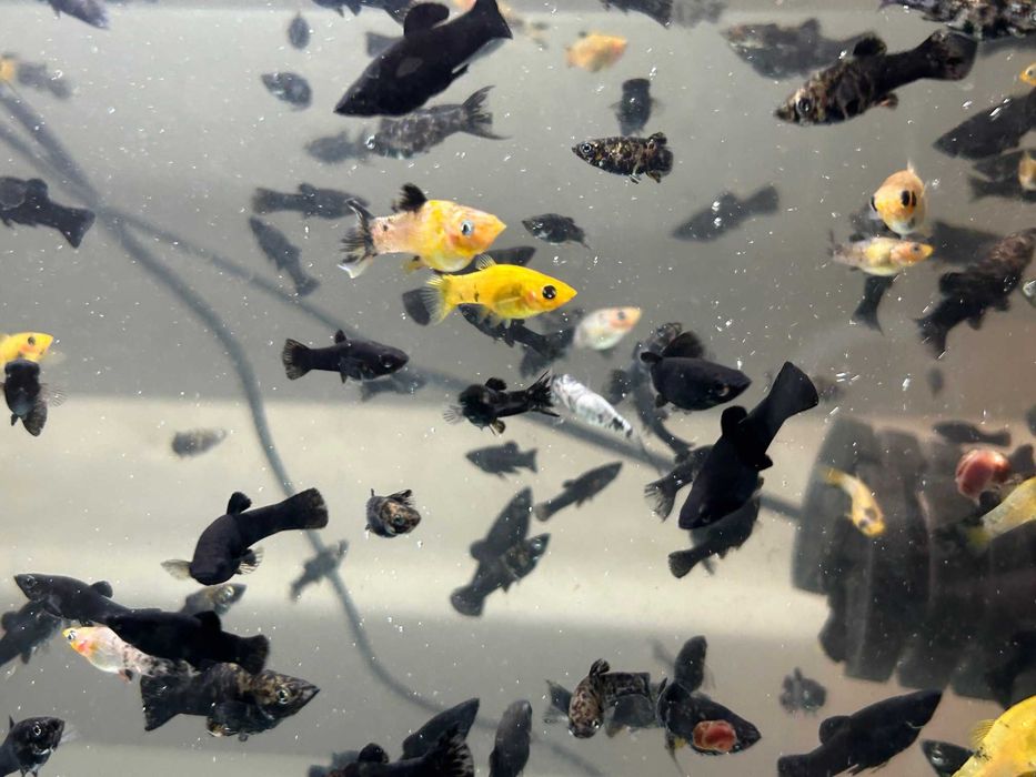 Zamienię/Sprzedam Molinezje mix