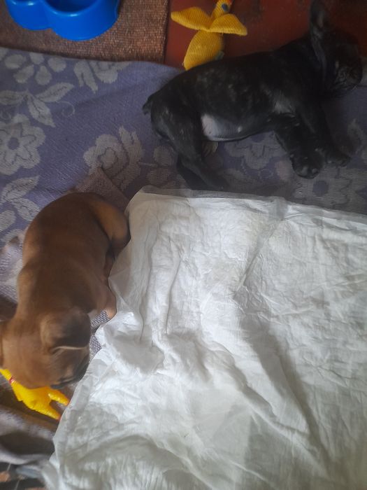 Французькі бульдоги. 2 дівчинки