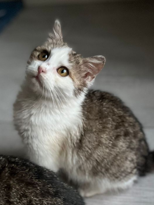 Przekochana Suszi błaga o dom..