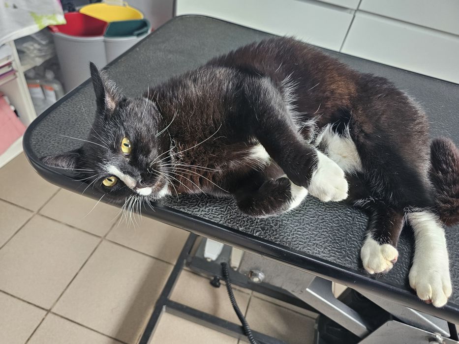 Oddam kota do adopcji piękny kocurek kastrowany Rydułtowy