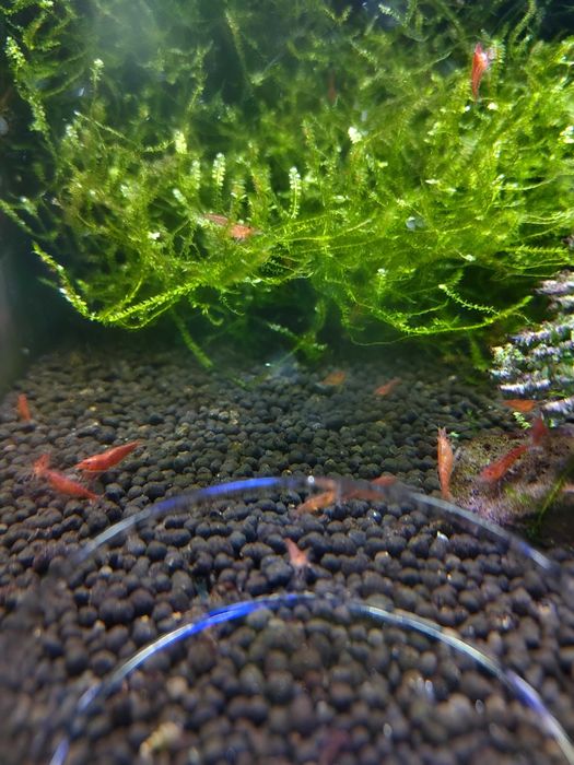 CAMARÃO NEOCARIDINA RED CHERRY