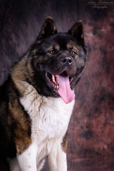 Piesek Akita Amerykańska
