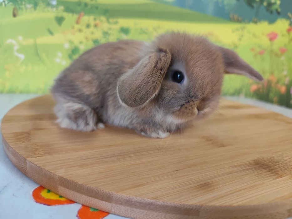 AKTUALNE Mini Lop i Rex - króliczki miniaturki z renomowanej hodowli ...