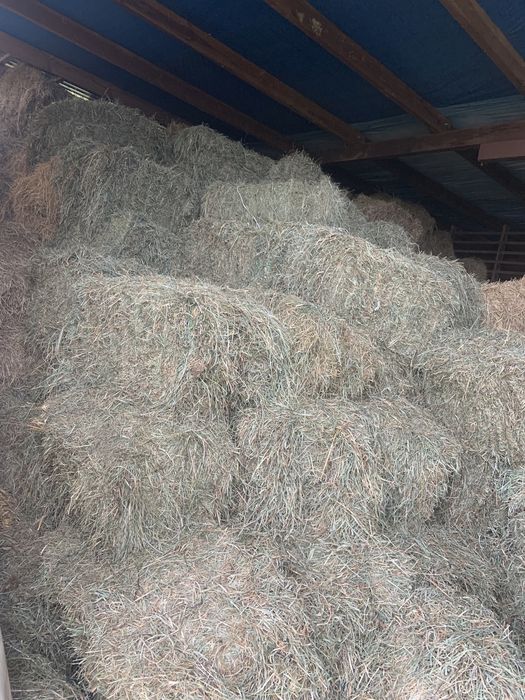 Sprzedam siano tegoroczne