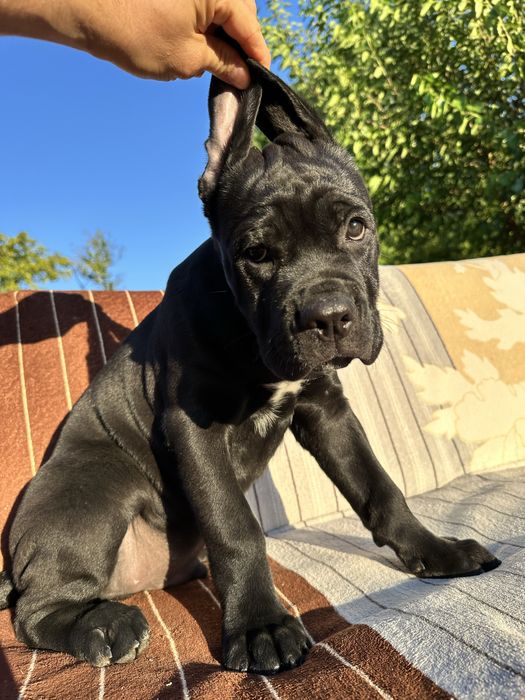 Племінний щенок Кане Корсо, чорний хлопчик 2,5міс