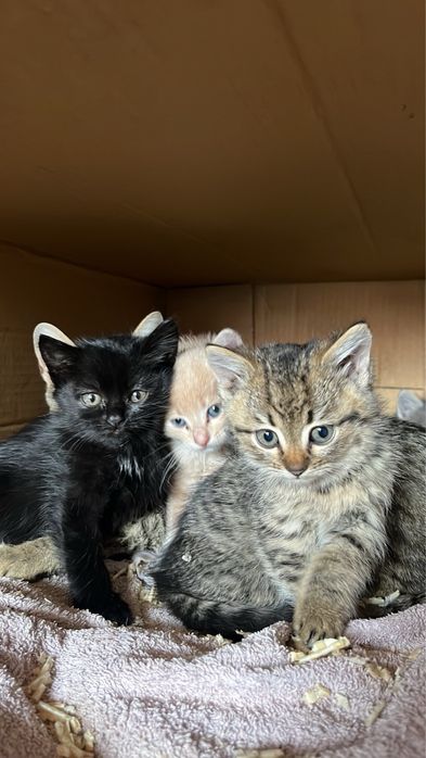 Шукаємо люблячих господарів для кошенят